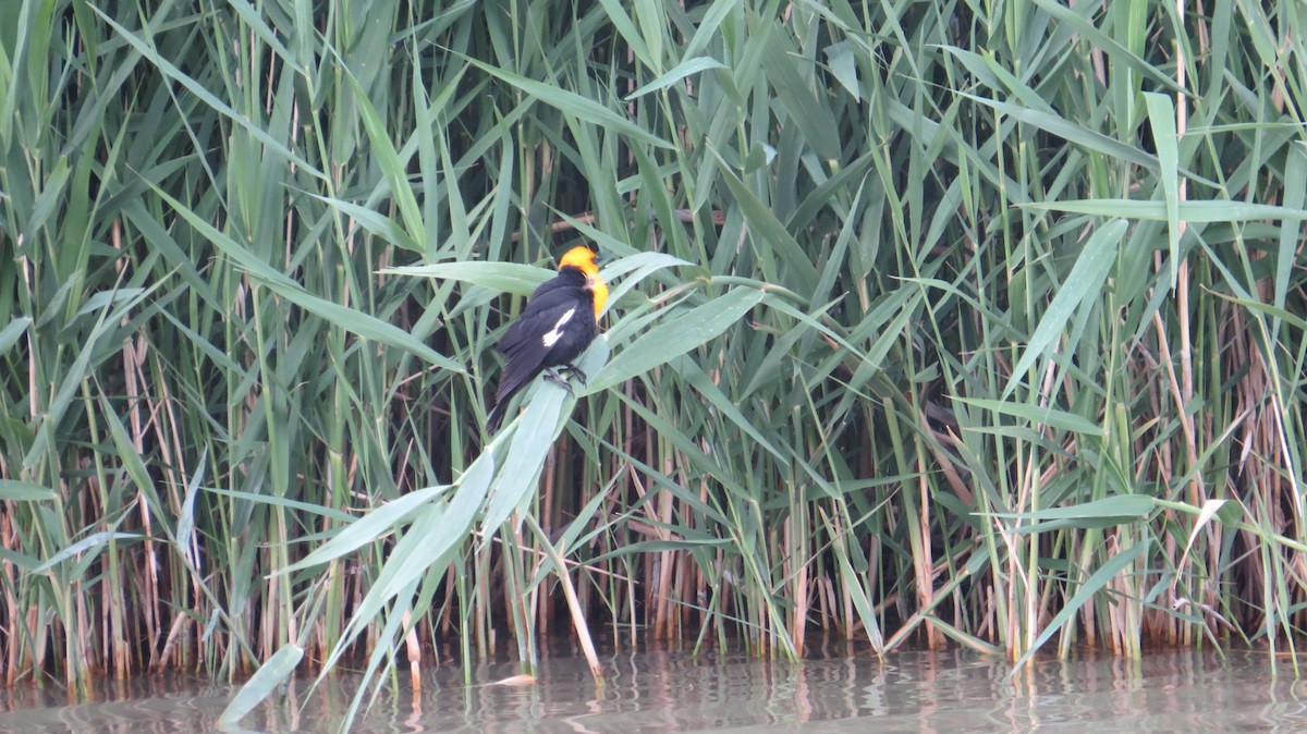 Yellow-headed Blackbird - david stevenson