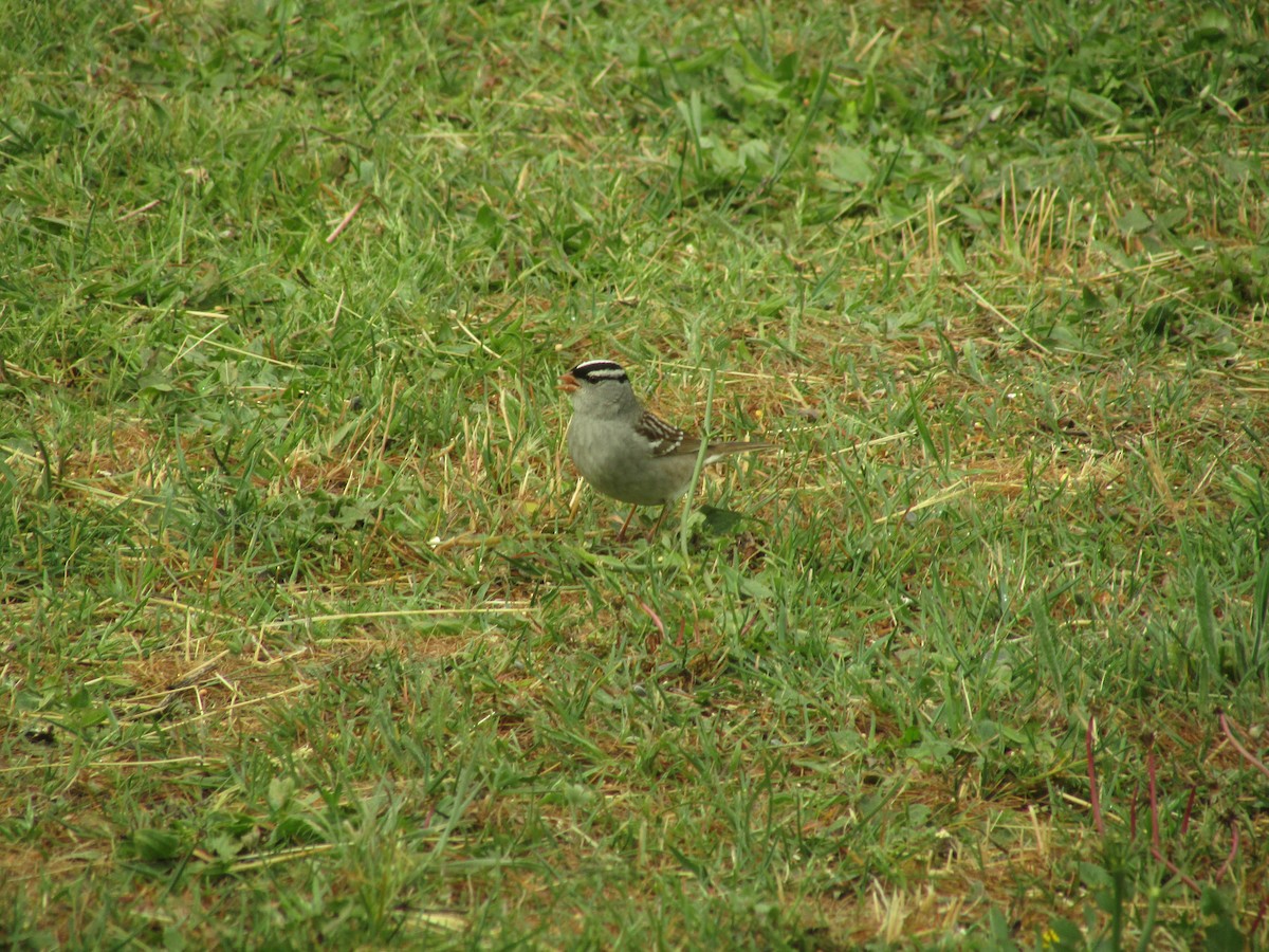 White-crowned Sparrow (Dark-lored) - ML241867131
