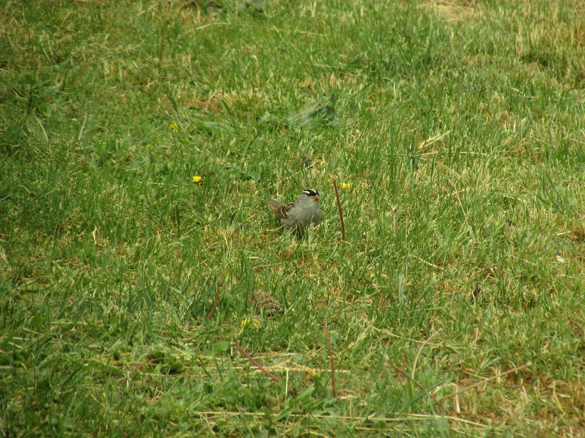 White-crowned Sparrow (Dark-lored) - ML241867401