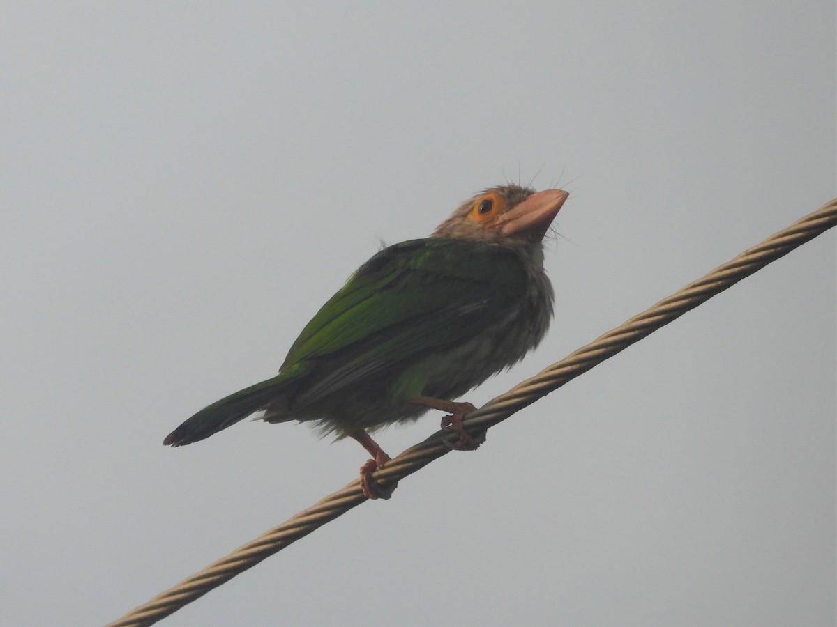 Lineated Barbet - Ben Weil