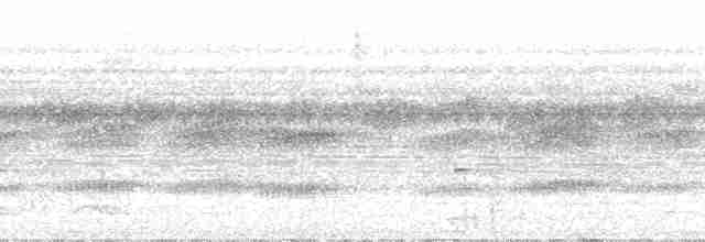 Rotschwanz-Ameisenvogel (hemimelaena) - ML24187