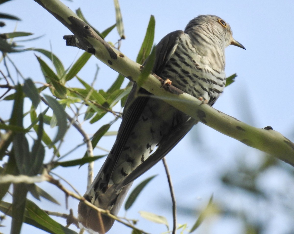 Indian Cuckoo - Bhupinderjit  Kaur Waraich