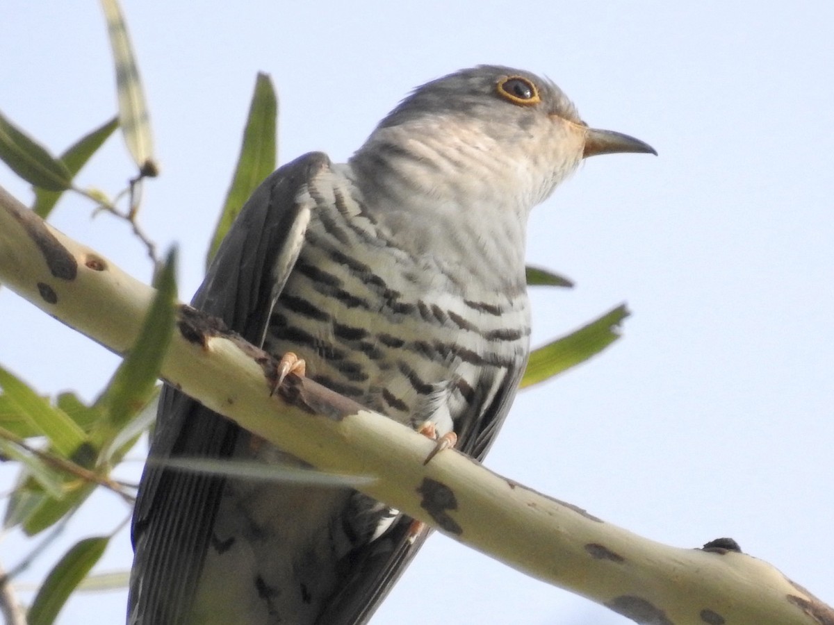 Indian Cuckoo - ML241872891