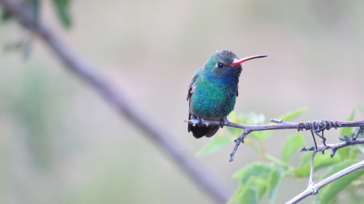 Broad-billed Hummingbird - ML241874071