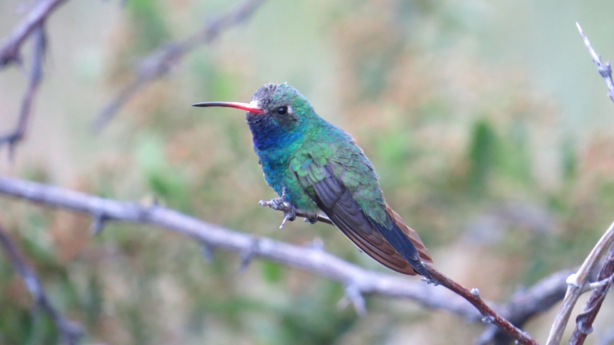 Broad-billed Hummingbird - ML241874081