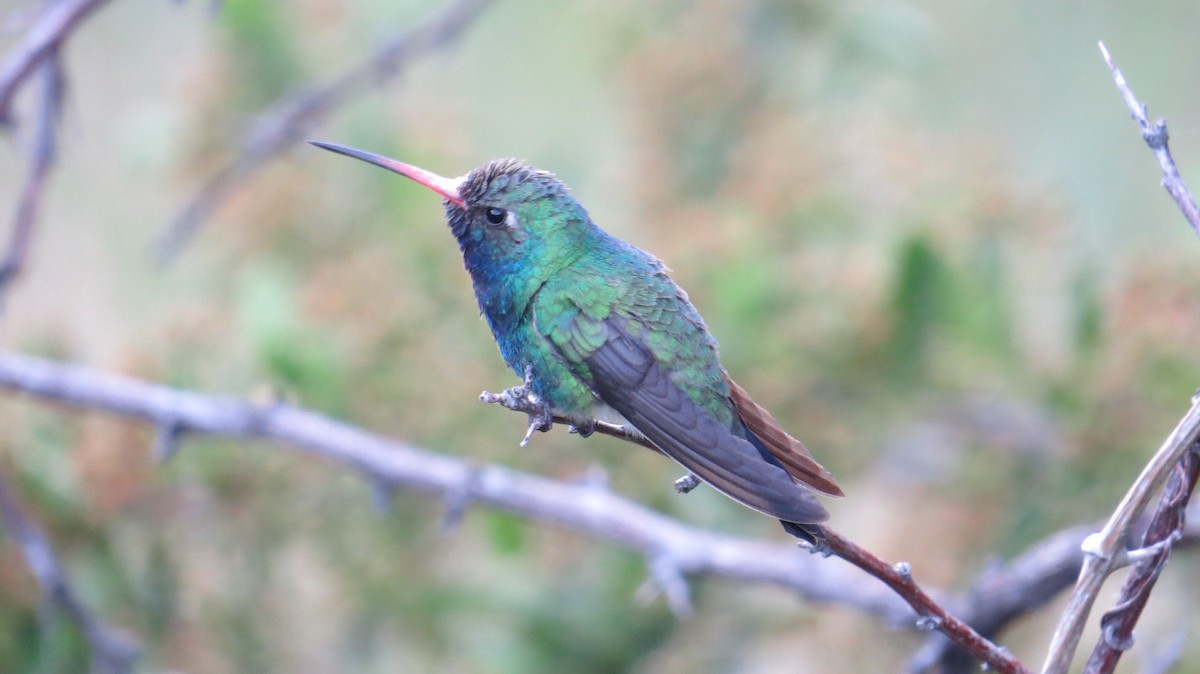 Broad-billed Hummingbird - ML241874091