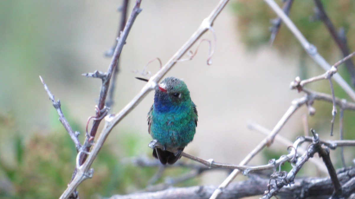 Broad-billed Hummingbird - ML241874101