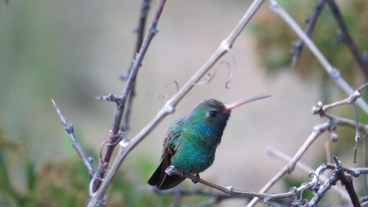 Broad-billed Hummingbird - ML241874111