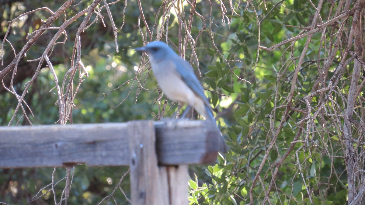 Mexican Jay - ML241874251