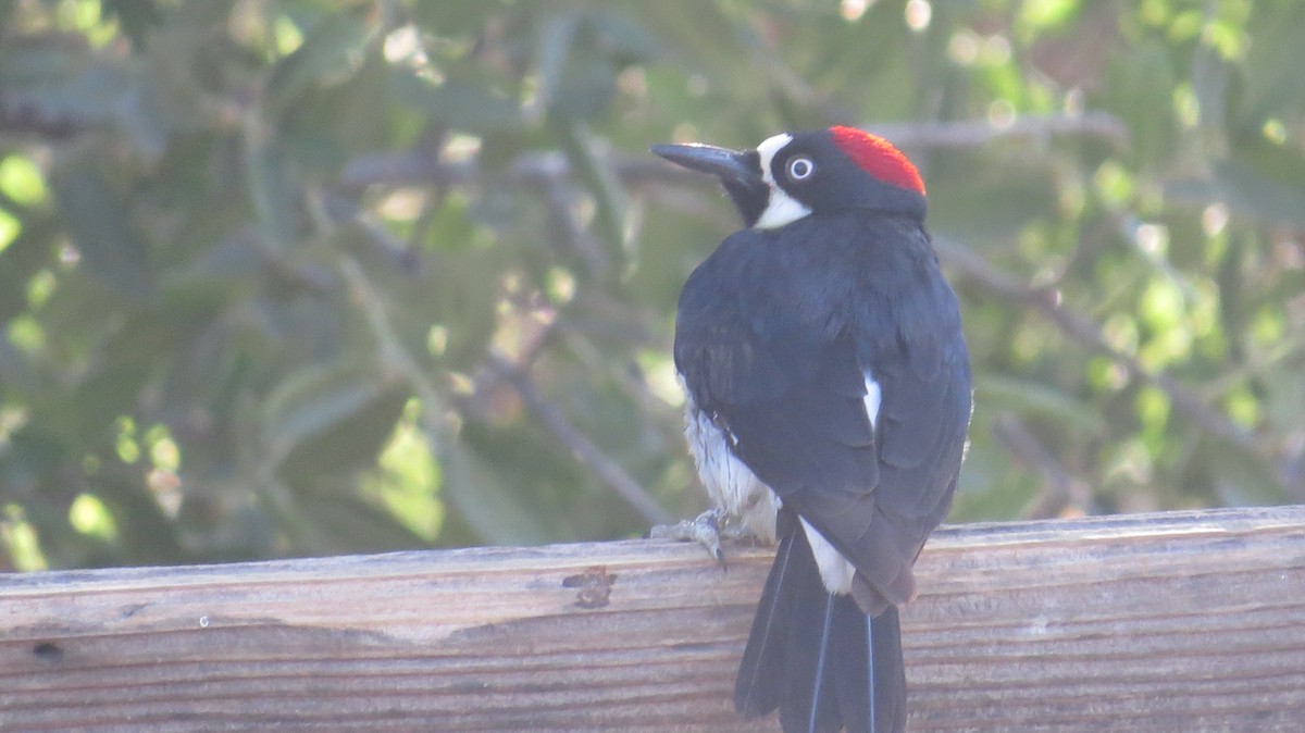 Acorn Woodpecker - david stevenson