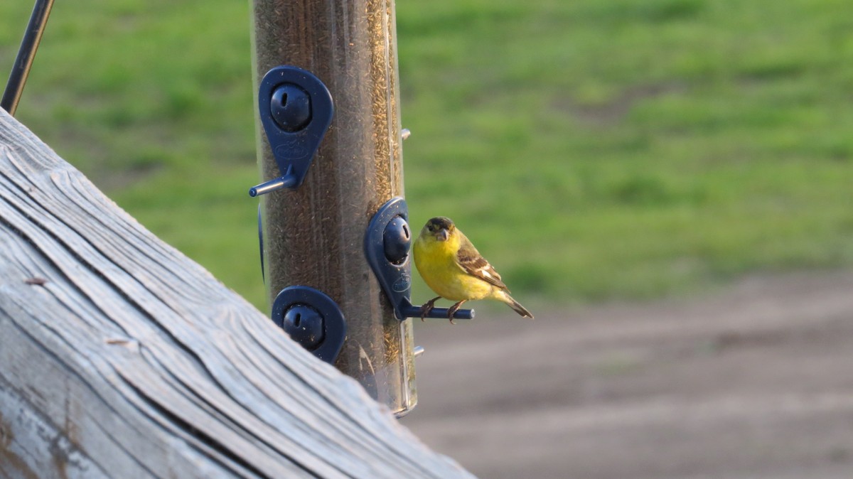 Lesser Goldfinch - david stevenson