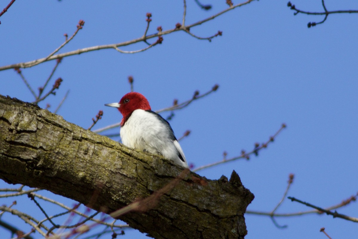 Red-headed Woodpecker - William Snyder