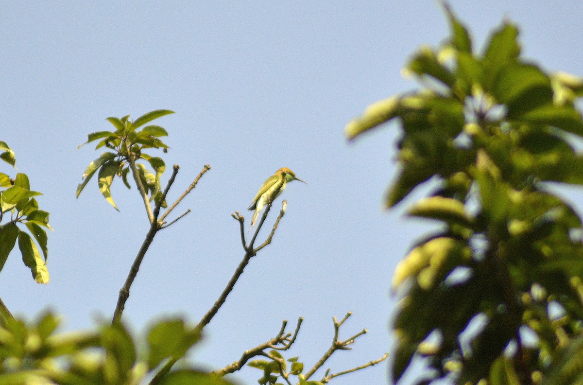 Asian Green Bee-eater - Utsav Biswas