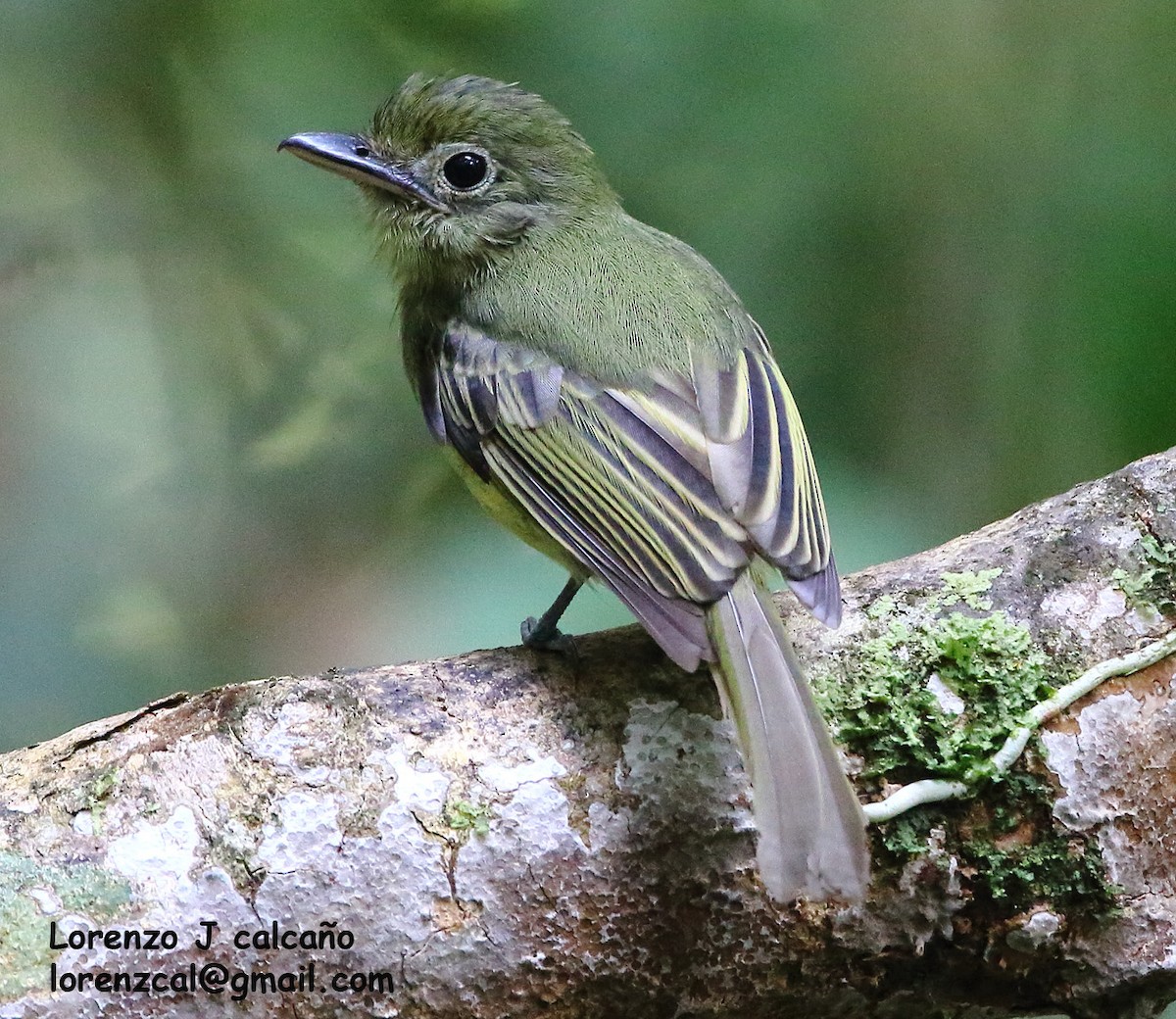 Western Olivaceous Flatbill - ML241877391