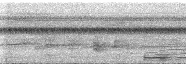 Koca Başlı Motmot [pyrrholaemum grubu] - ML24188
