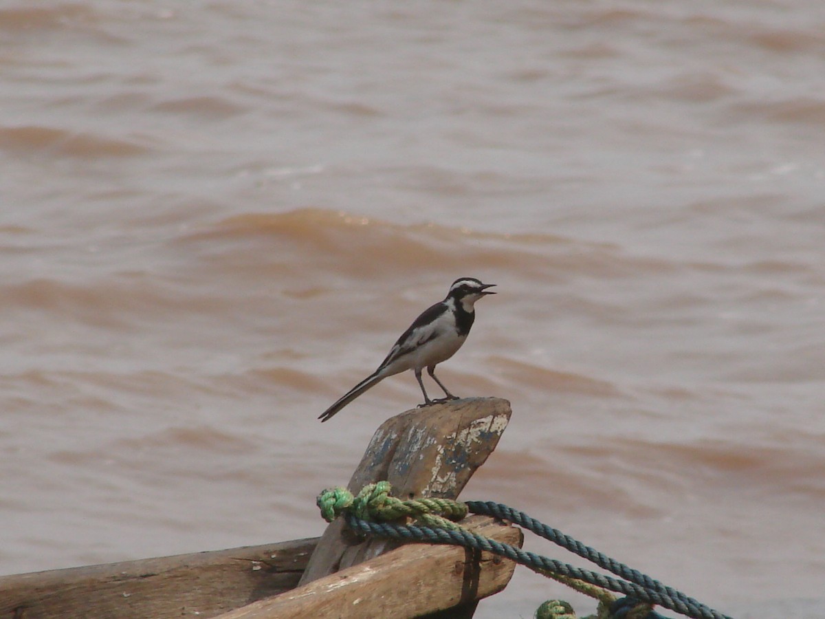 African Pied Wagtail - ML241882431