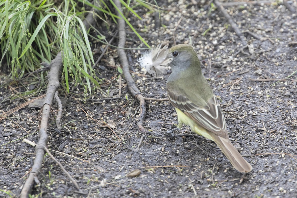Great Crested Flycatcher - ML241883321