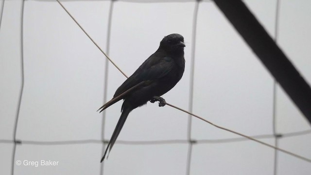 Fork-tailed Drongo - ML241884051