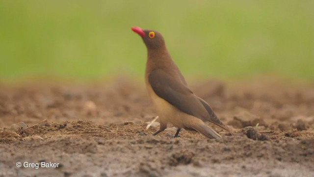 Red-billed Oxpecker - ML241884201