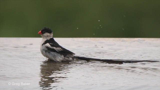 Pin-tailed Whydah - ML241884561