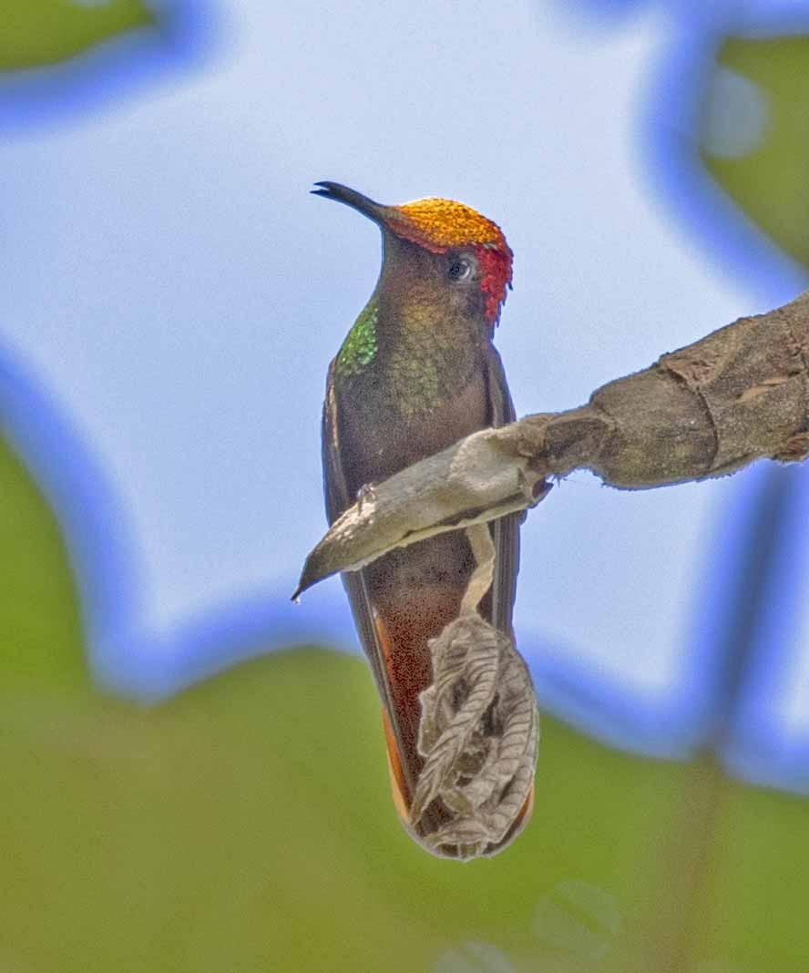 Ruby-topaz Hummingbird - ODAIR VILLELA