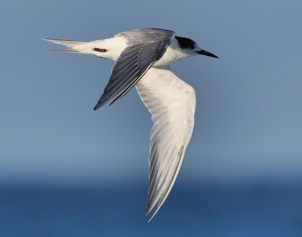 Common Tern (longipennis) - ML241902001