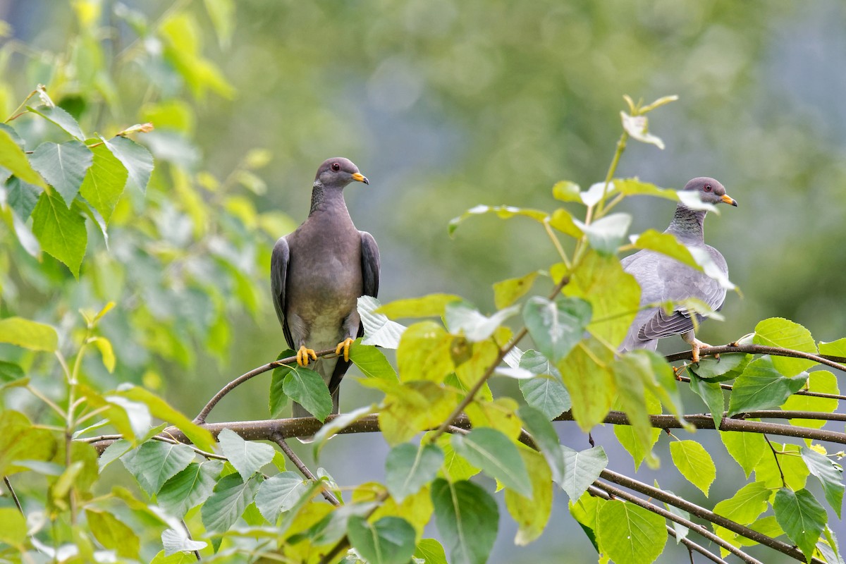 Band-tailed Pigeon - Daniel Eslake