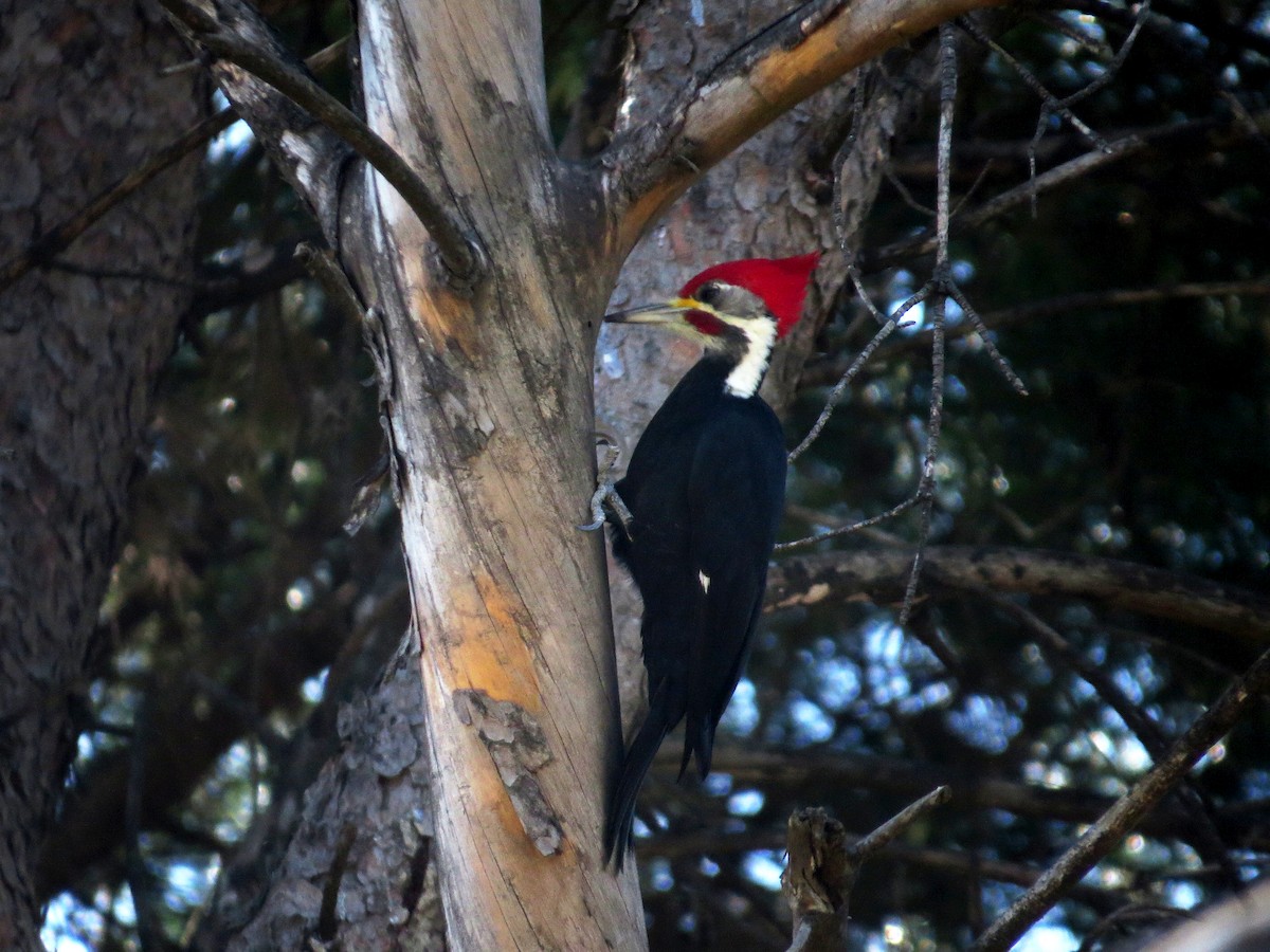 Black-bodied Woodpecker - ML241912751