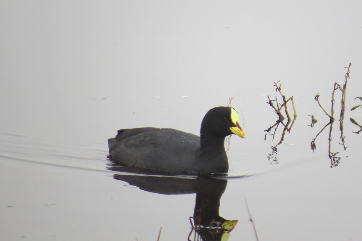 Red-gartered Coot - ML241913191