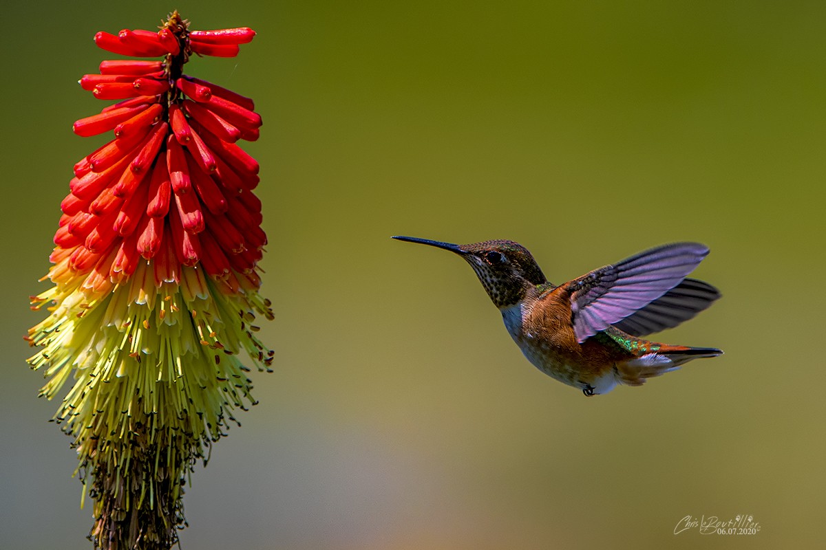 Rufous Hummingbird - Chris LeBoutillier