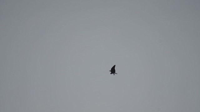 Black-winged Kite - ML241919761