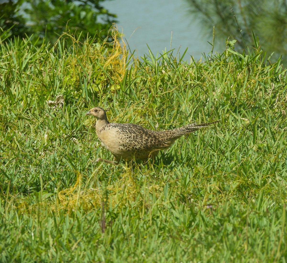 Ring-necked Pheasant - Randall Siebert