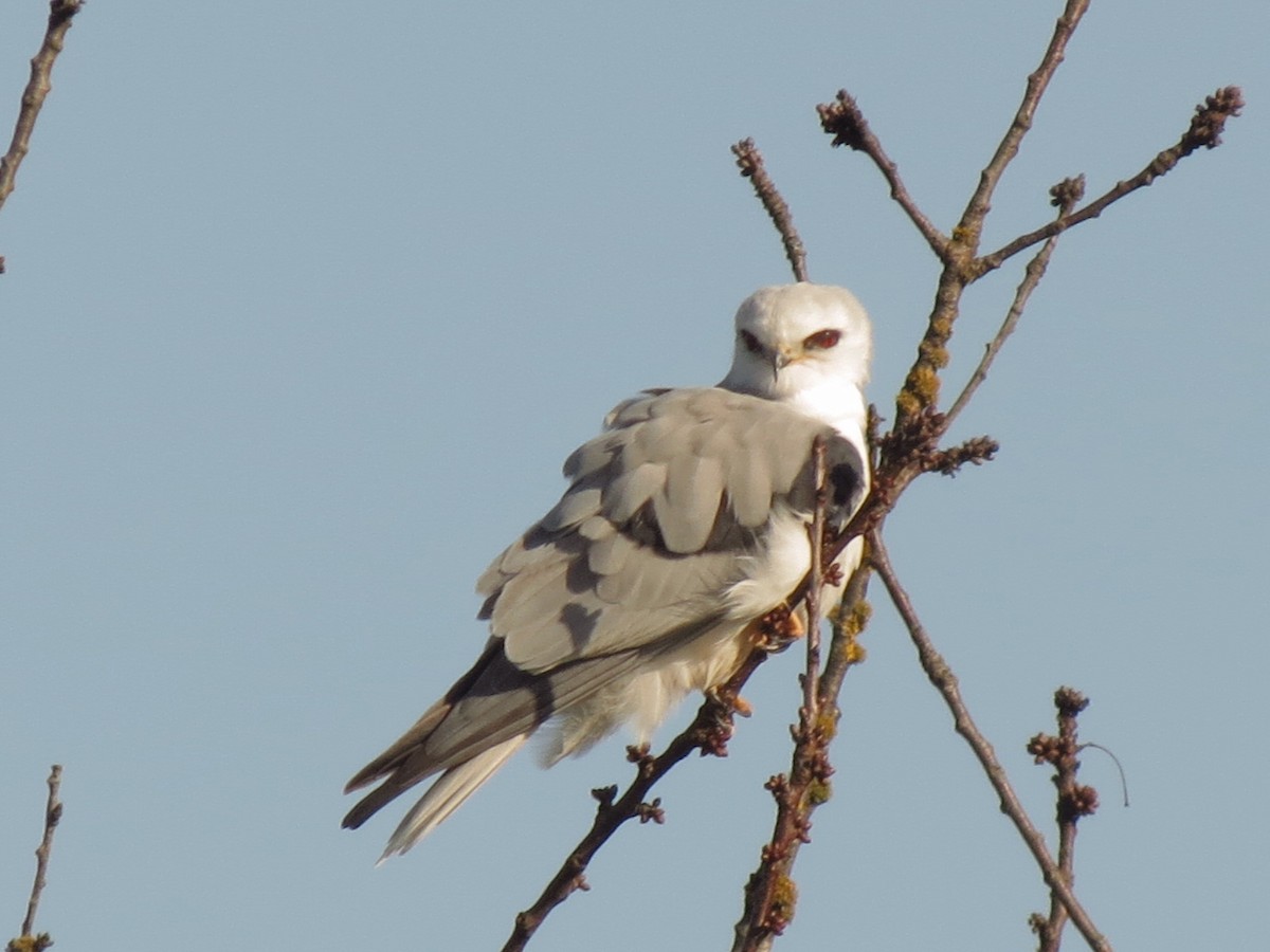 White-tailed Kite - ML241930451