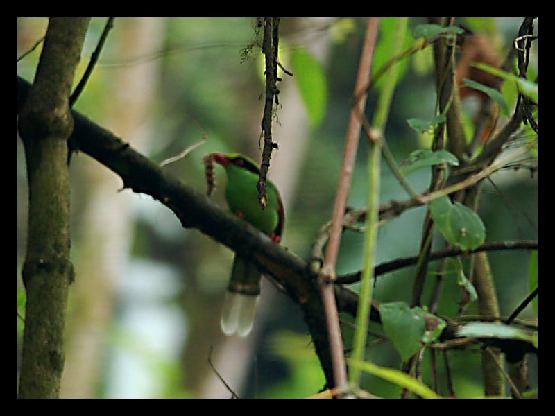 Common Green-Magpie - Vinod Gupta