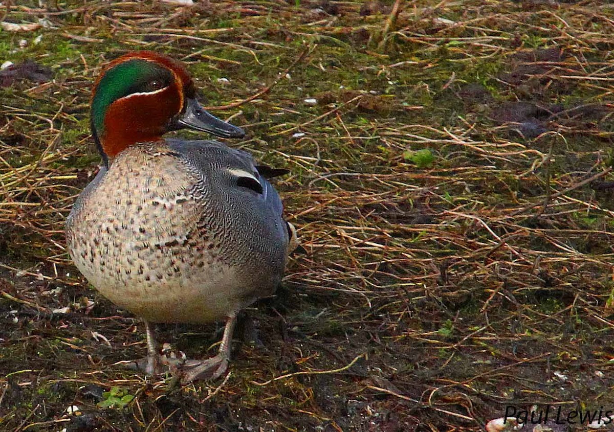Green-winged Teal - ML24193201