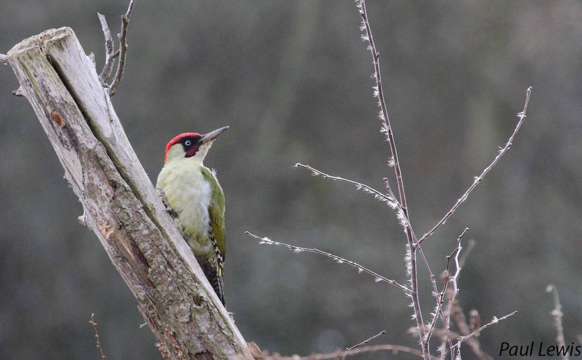 Eurasian Green Woodpecker - Paul Lewis