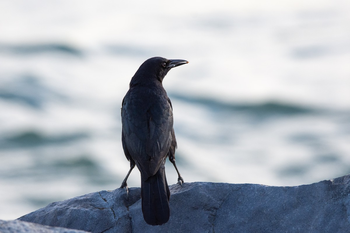 Boat-tailed Grackle - ML241936611