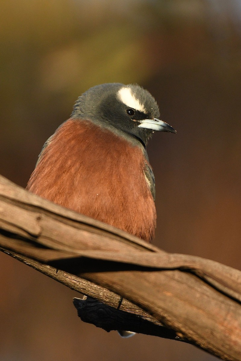 White-browed Woodswallow - ML241936861