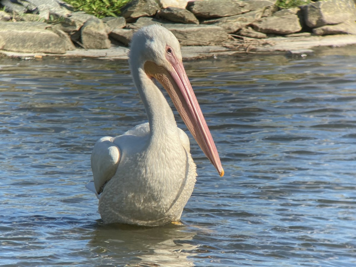 American White Pelican - Daniel Hinnebusch