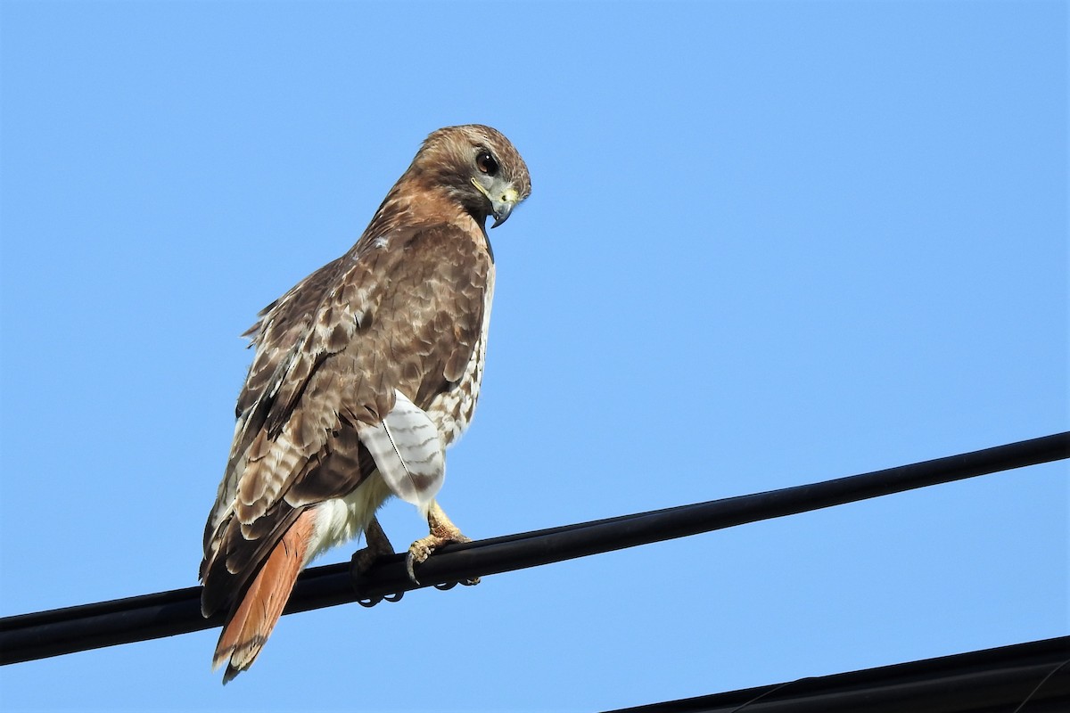 Red-tailed Hawk - Barbara Clise
