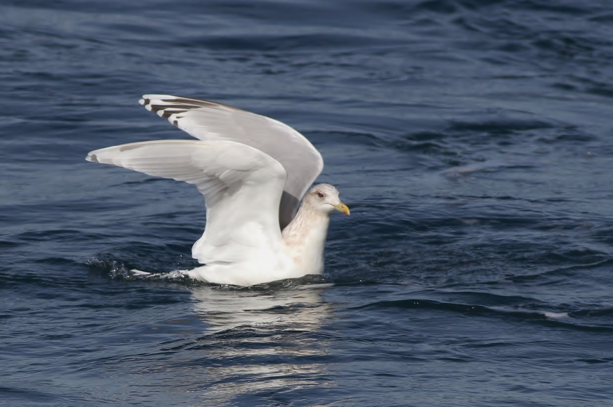 Iceland Gull (kumlieni) - ML24193851