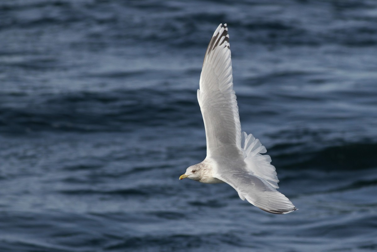 Iceland Gull (kumlieni) - ML24193871