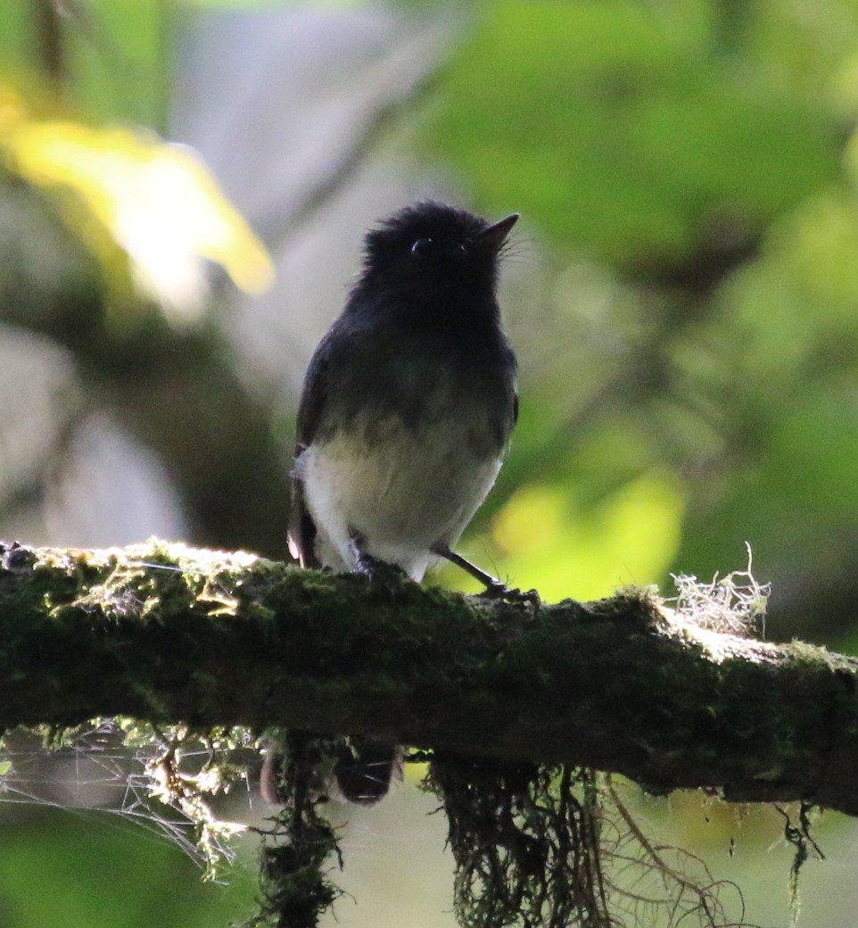 White-bellied Crested Flycatcher (White-bellied) - Jacob C. Cooper
