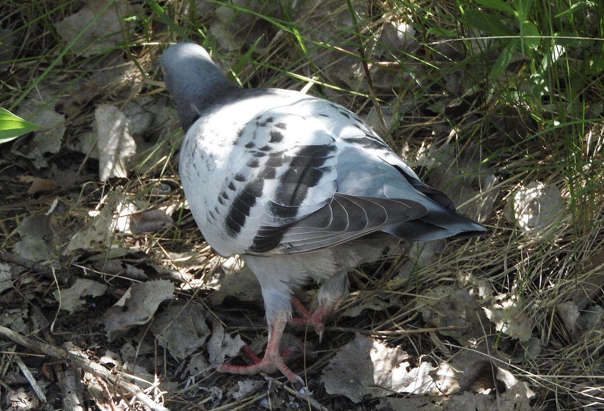 Rock Pigeon (Feral Pigeon) - ML241940431