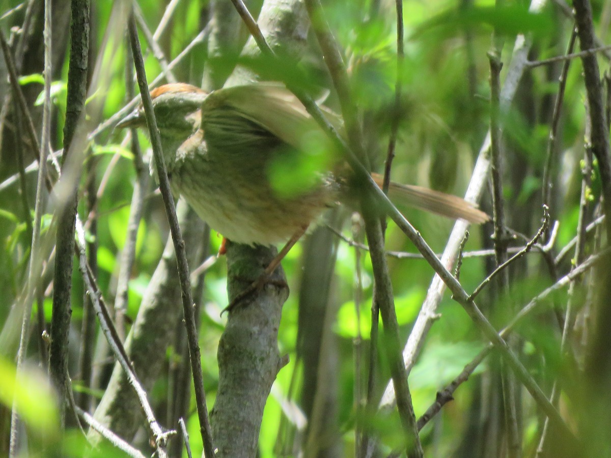 Swamp Sparrow - ML241942681