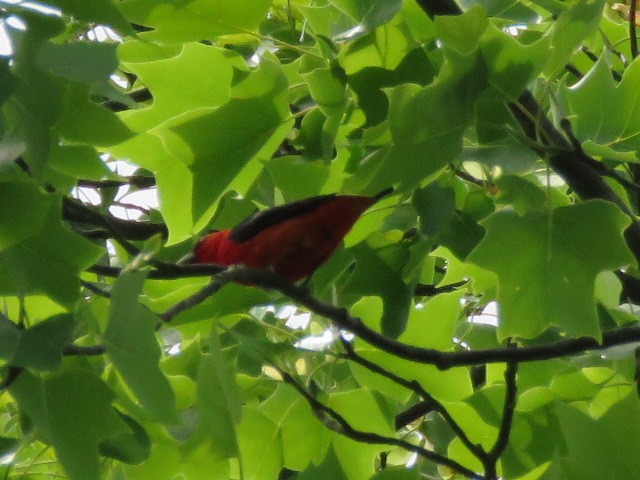 Scarlet Tanager - ML241942721