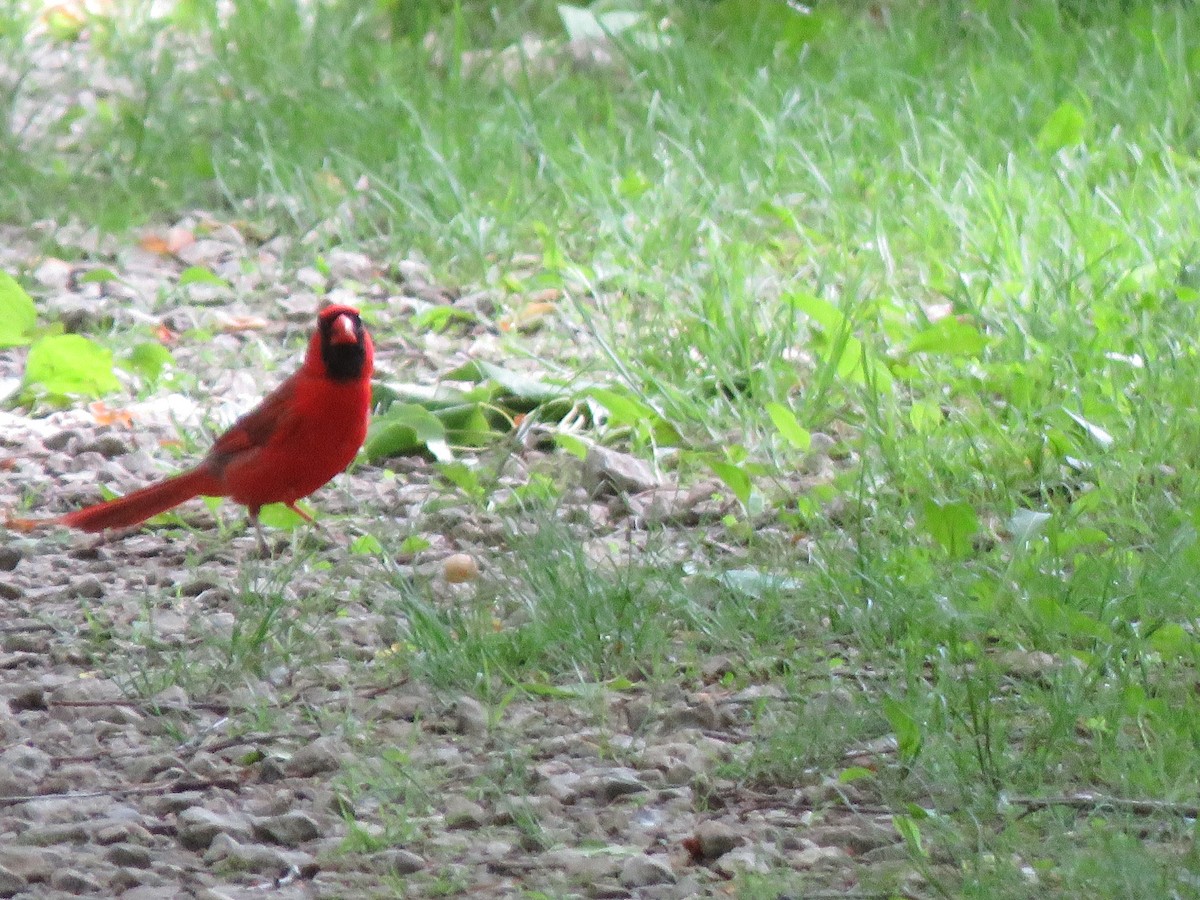 Cardinal rouge - ML241942801