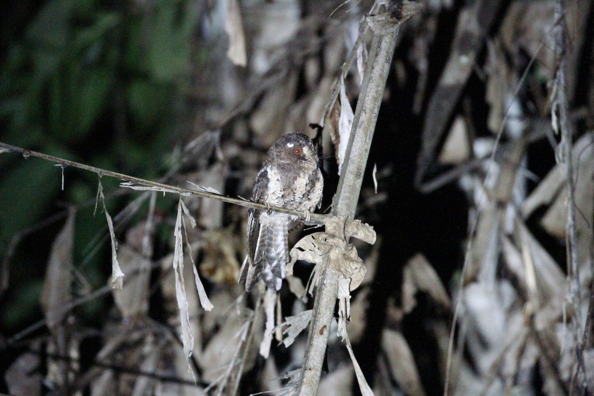 Moluccan Owlet-nightjar - ML241945271