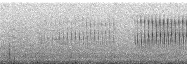 Kestane Kanatlı Sinklot - ML241947