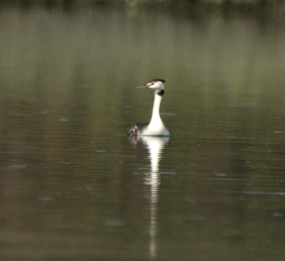 Great Crested Grebe - ML241947121